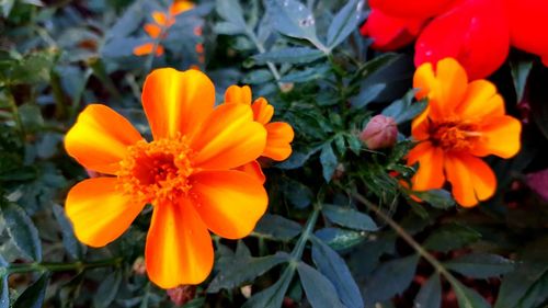 Close-up of orange flowers