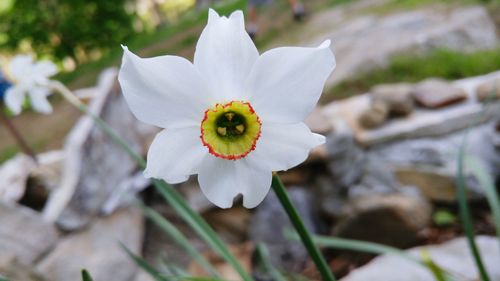 Close-up of white flower blooming outdoors