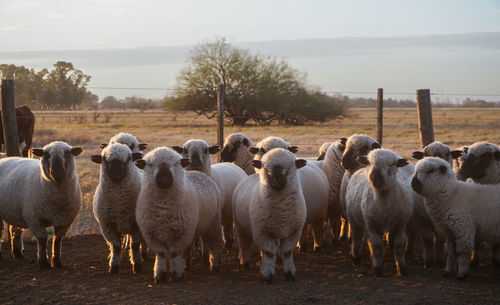 Sheep grazing on field