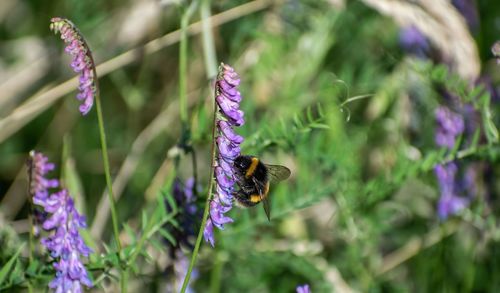 Honey bee pollinating on purple flower