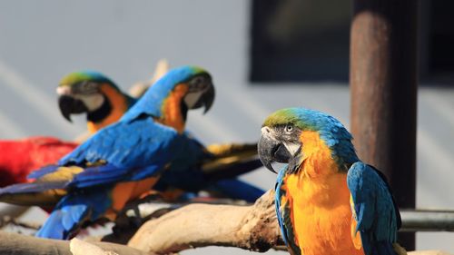 Close-up of gold and blue macaws perching on branch