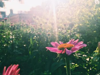 Close-up of flower blooming outdoors