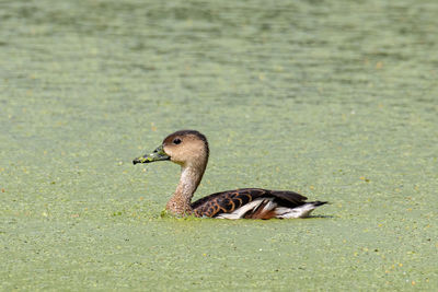 Duck on a lake