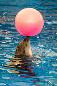 A bottle nose common dolphin playing with a ball in the pool