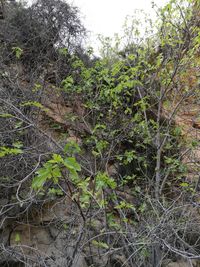 Close-up of plants against sky