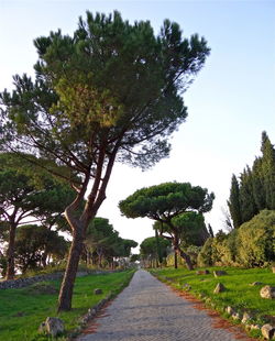 Empty footpath amidst trees