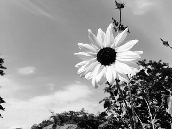 Low angle view of white flowering plants against sky