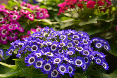 Close-up of purple flowers blooming outdoors