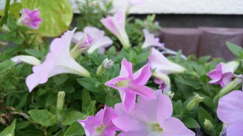 Close-up of pink flowers blooming outdoors