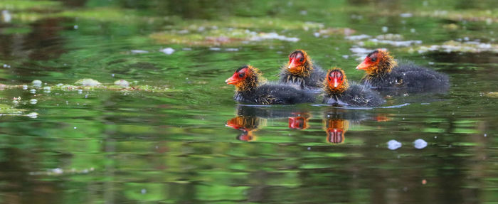 View of ducks swimming in lake