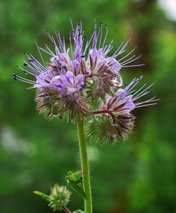 Close-up of purple flowers