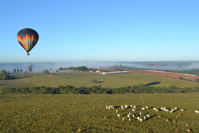 Hot air balloons on field against clear sky