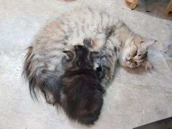 Persian cat mom feeding her kitty on the ground
