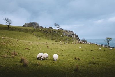 Sheep in a field