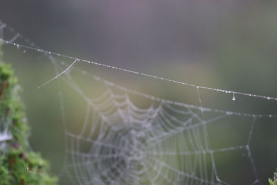 spider web