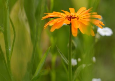 Close-up of flower blooming outdoors