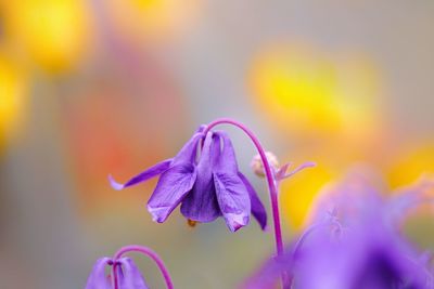 Close-up of purple flowering plant