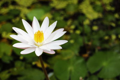 Close-up of white flower