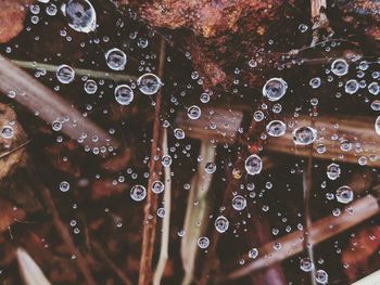 Close-up of raindrops on leaf