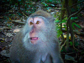 Close-up portrait of monkey