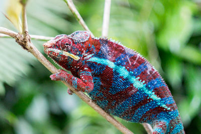 Close-up of multi colored perching on tree