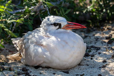 Close-up of a bird looking away