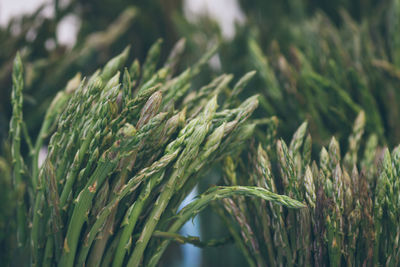 Close-up of plant