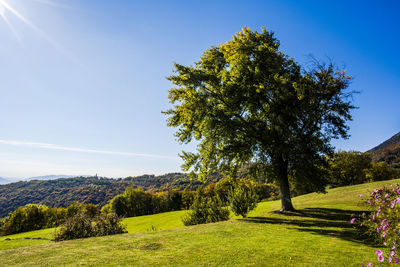 Tree with green lawn and blue sky in bosco di tretto schio vicenza veneto italy