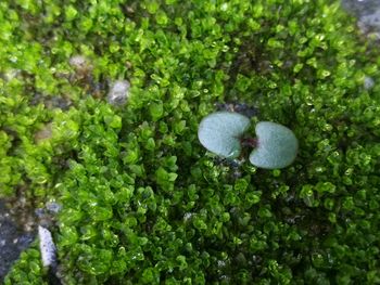 High angle view of mushrooms growing on tree