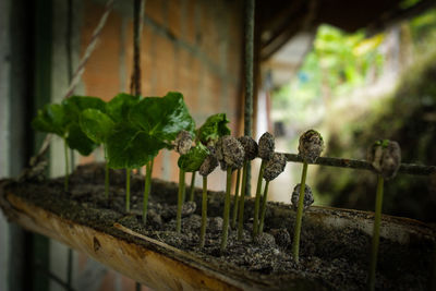 Close-up of plants in greenhouse