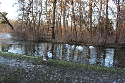 Ducks in a lake