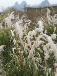 Close-up of plants on field