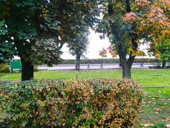 Trees growing in park during autumn