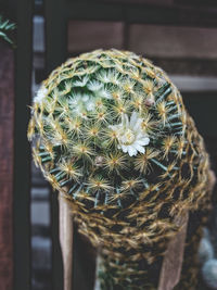 Close-up of cactus flower pot