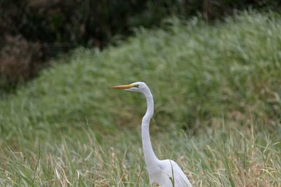 High angle view of gray heron on field