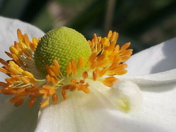 Close-up of yellow flower blooming outdoors