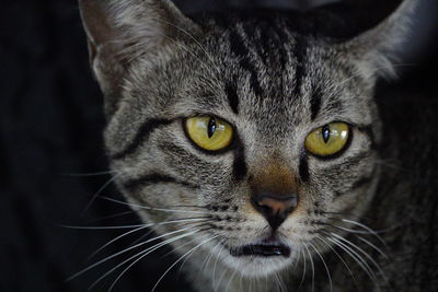 Close-up portrait of cat