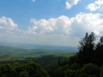 Scenic view of forest against sky