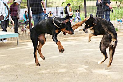 View of dogs