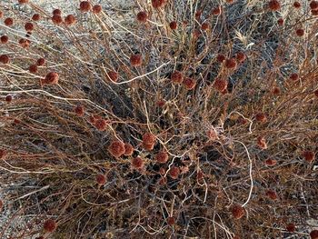 Full frame shot of dried plant on field