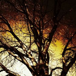 Low angle view of bare trees