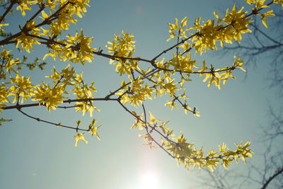 Low angle view of cherry blossoms against sky