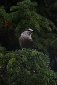 Close-up of bird perching on green leaf