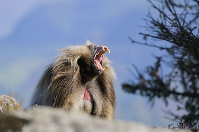 Low angle view of monkey sitting on tree