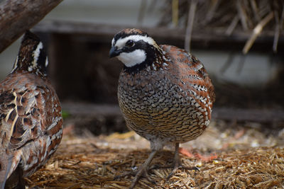 Close-up of a bird