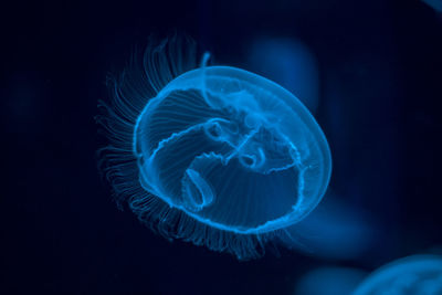 Close-up of jellyfish in aquarium