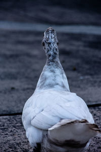 Close-up of a bird looking away