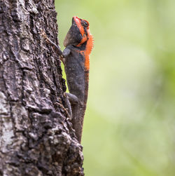 Close-up of bird perching on tree