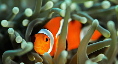 Close-up of fish swimming in sea