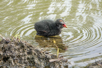 High angle view of duck swimming in lake